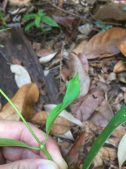 Gynochthodes sublanceolata