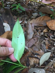 Gynochthodes sublanceolata