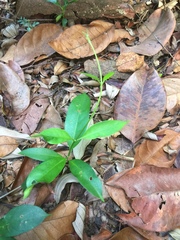 Gynochthodes sublanceolata