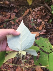Mallotus paniculatus