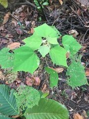 Mallotus paniculatus