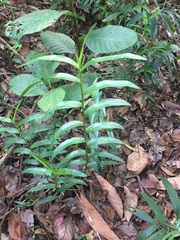 Bromheadia finlaysoniana