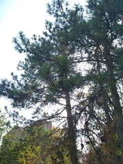 Pinus