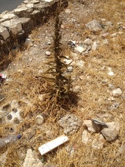 Verbascum sinaiticum