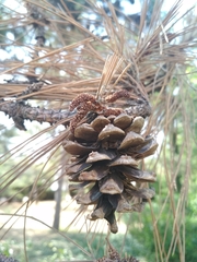 Pinus