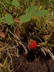 Fragaria vesca bracteata