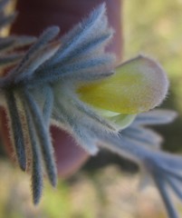 Aspalathus karrooensis