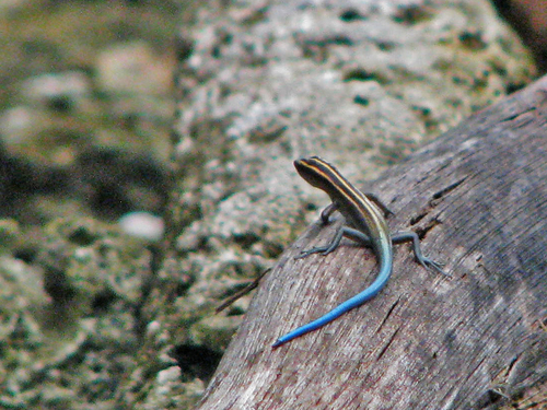 Azure-tailed Skink