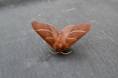 Macrothylacia digramma