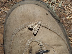 Saragossa siccanorum