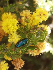 Melobasis obscurella