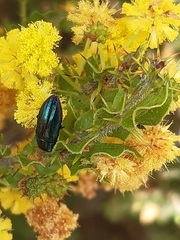 Melobasis obscurella