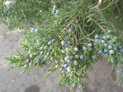 Juniperus