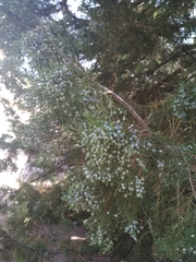 Juniperus