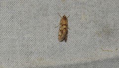 Tegostoma comparalis