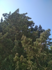 Juniperus