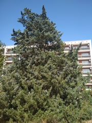 Juniperus