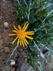 Berkheya fruticosa