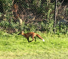 Vulpes vulpes