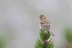 Carduelis citrinella