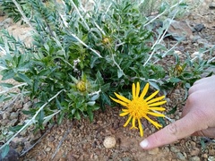 Berkheya fruticosa