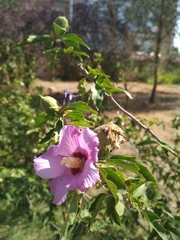 Hibiscus syriacus