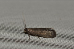 Eccopisa effractella
