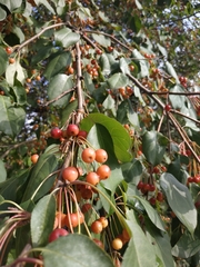 Malus baccata