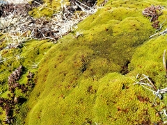 Kelleria childii