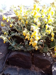 Hermannia johanssenii