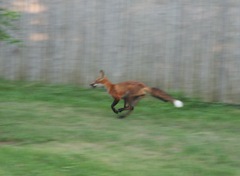 Vulpes vulpes