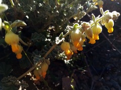 Hermannia johanssenii