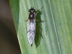 Sargus bipunctatus