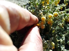 Hermannia johanssenii