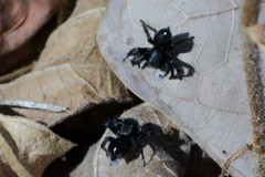 Stenaelurillus leucogrammus