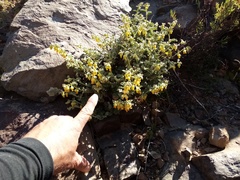 Hermannia johanssenii