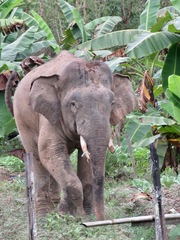 Elephas maximus borneensis