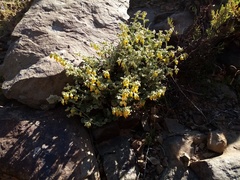 Hermannia johanssenii