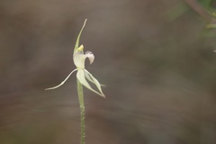 Caladenia reticulata