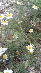 Tripleurospermum inodorum