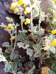 Hermannia johanssenii