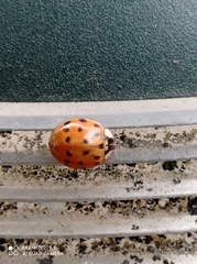 Harmonia axyridis