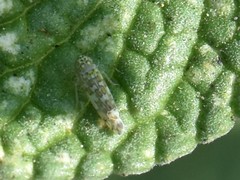 Eupteryx decemnotata