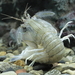 Shako Mantis Shrimp - Photo (c) Serguei S. Dukachev, some rights reserved (CC BY-SA)