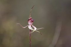 Caladenia ampla
