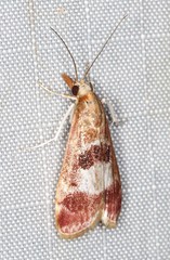 Syntonarcha vulnerata