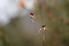 Caladenia reticulata