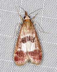 Syntonarcha vulnerata