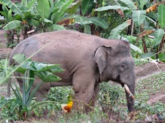 Elephas maximus borneensis