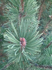 Pinus